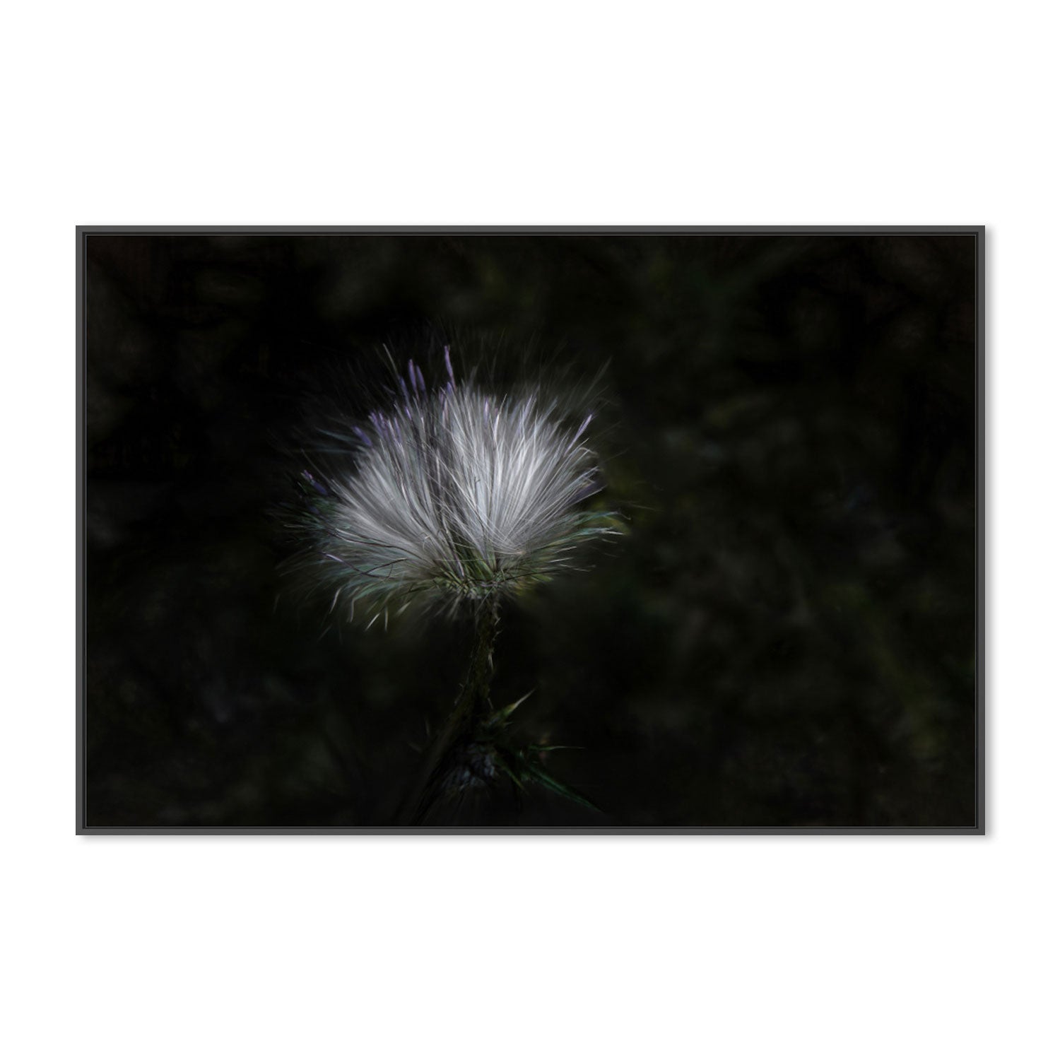wall-art-print-canvas-poster-framed-White And Violet Blossoming Plant , By Gilbert Claes-GIOIA-WALL-ART