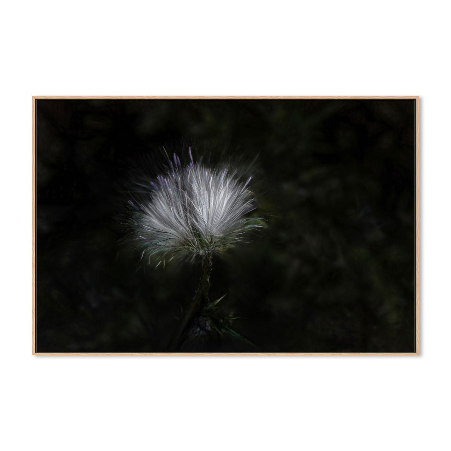 wall-art-print-canvas-poster-framed-White And Violet Blossoming Plant , By Gilbert Claes-GIOIA-WALL-ART
