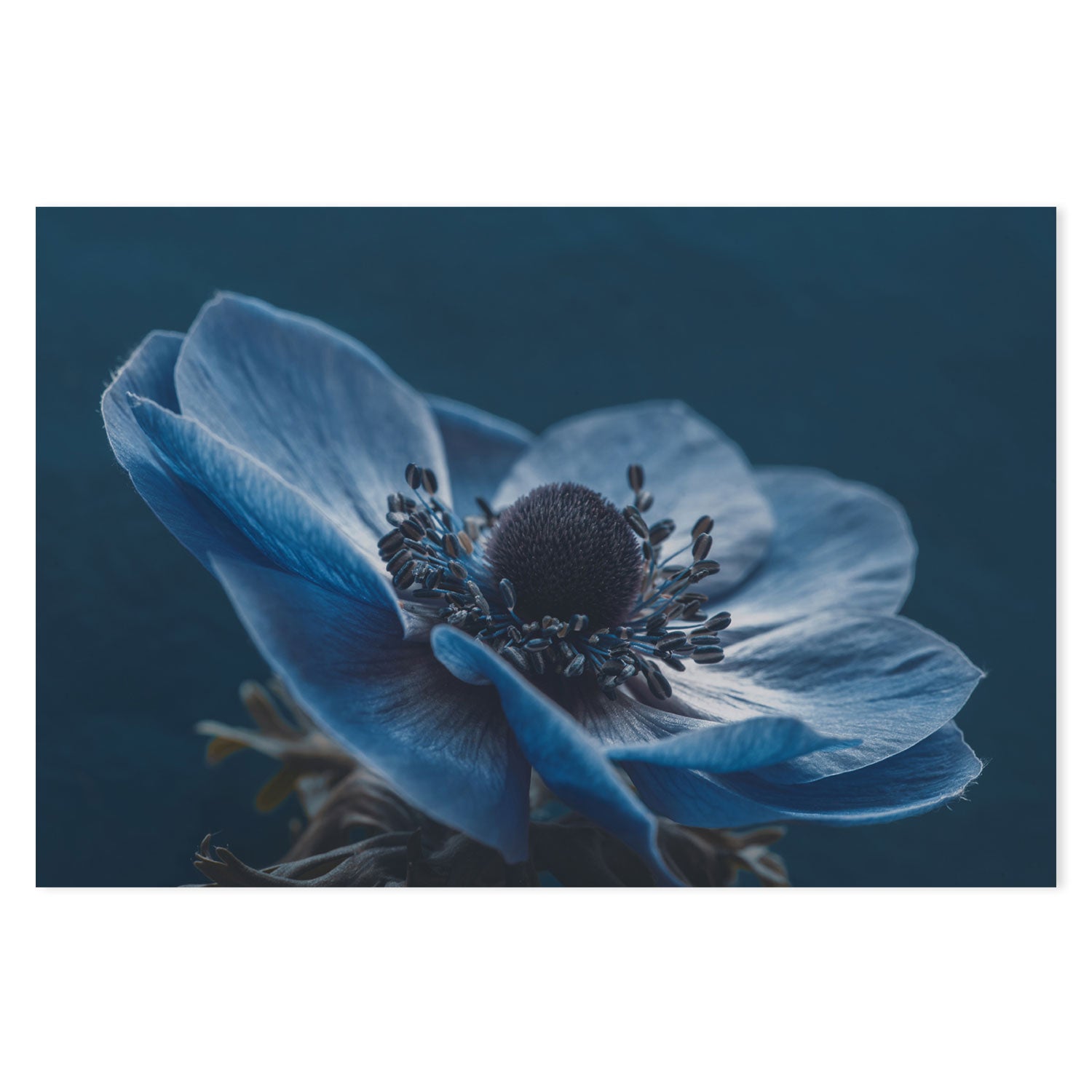 Windflower, by Mike Kreiten-Gioia-Prints-Framed-Canvas-Poster-GIOIA-WALL-ART