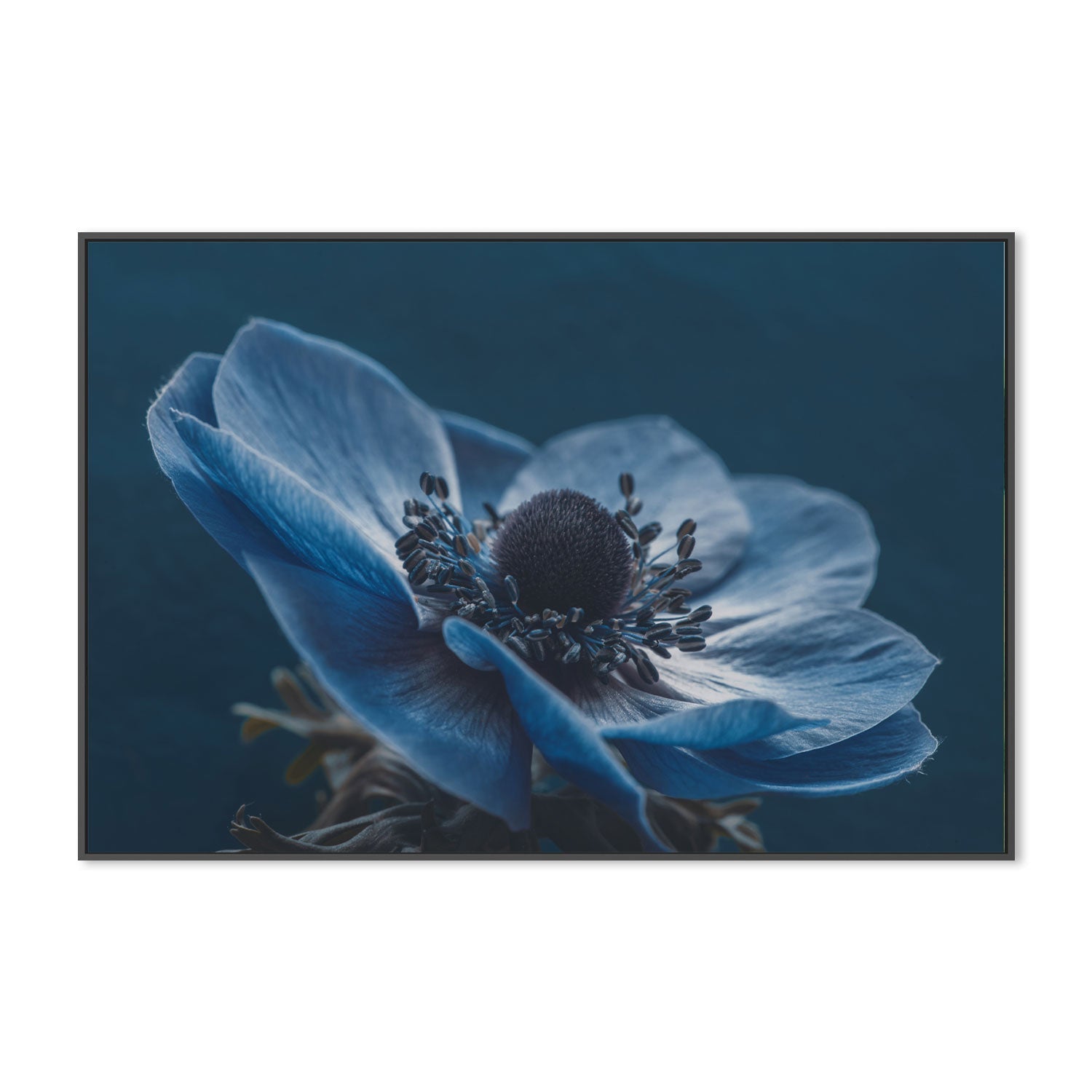 Windflower, by Mike Kreiten-Gioia-Prints-Framed-Canvas-Poster-GIOIA-WALL-ART