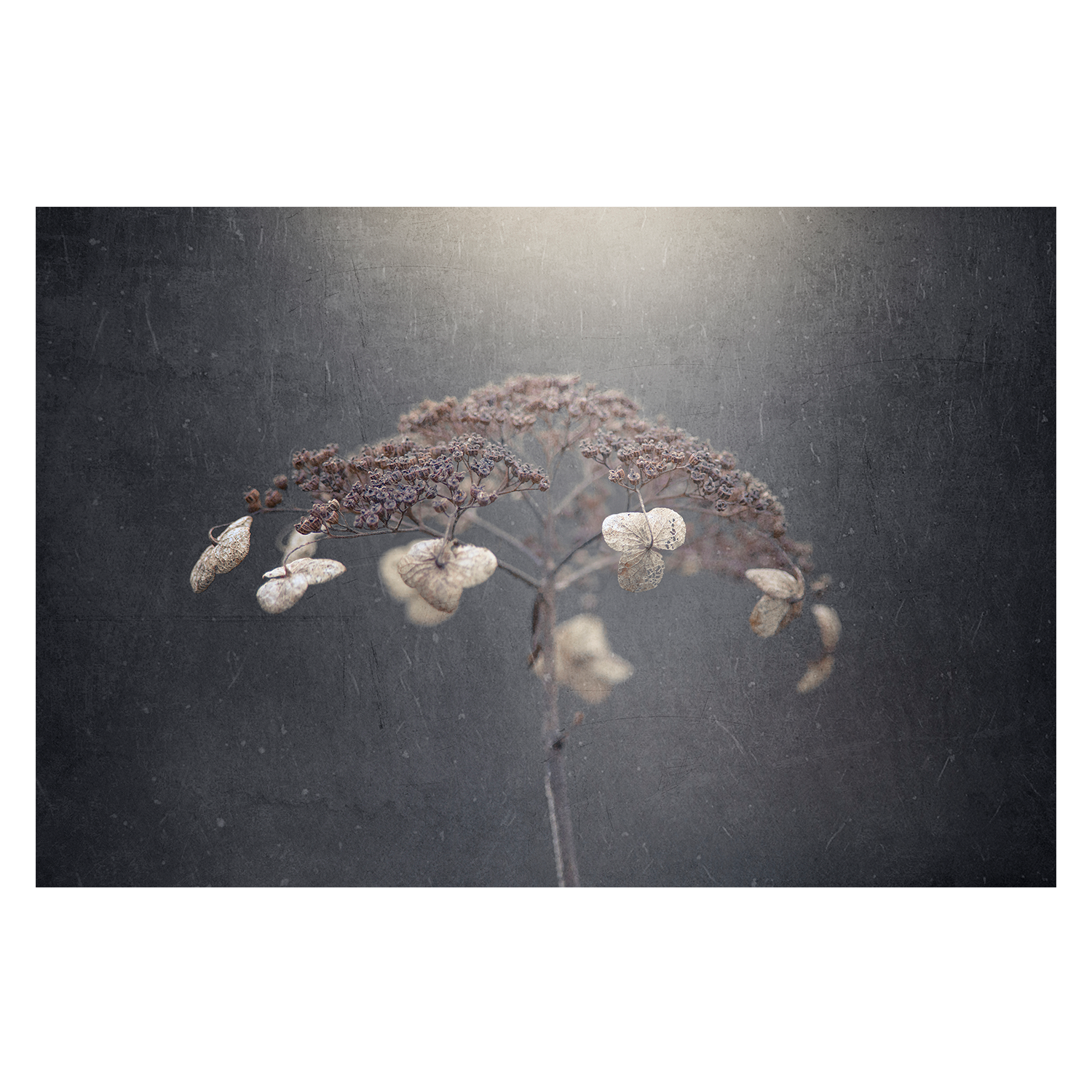 wall-art-print-canvas-poster-framed-Withe Hydrangea-1