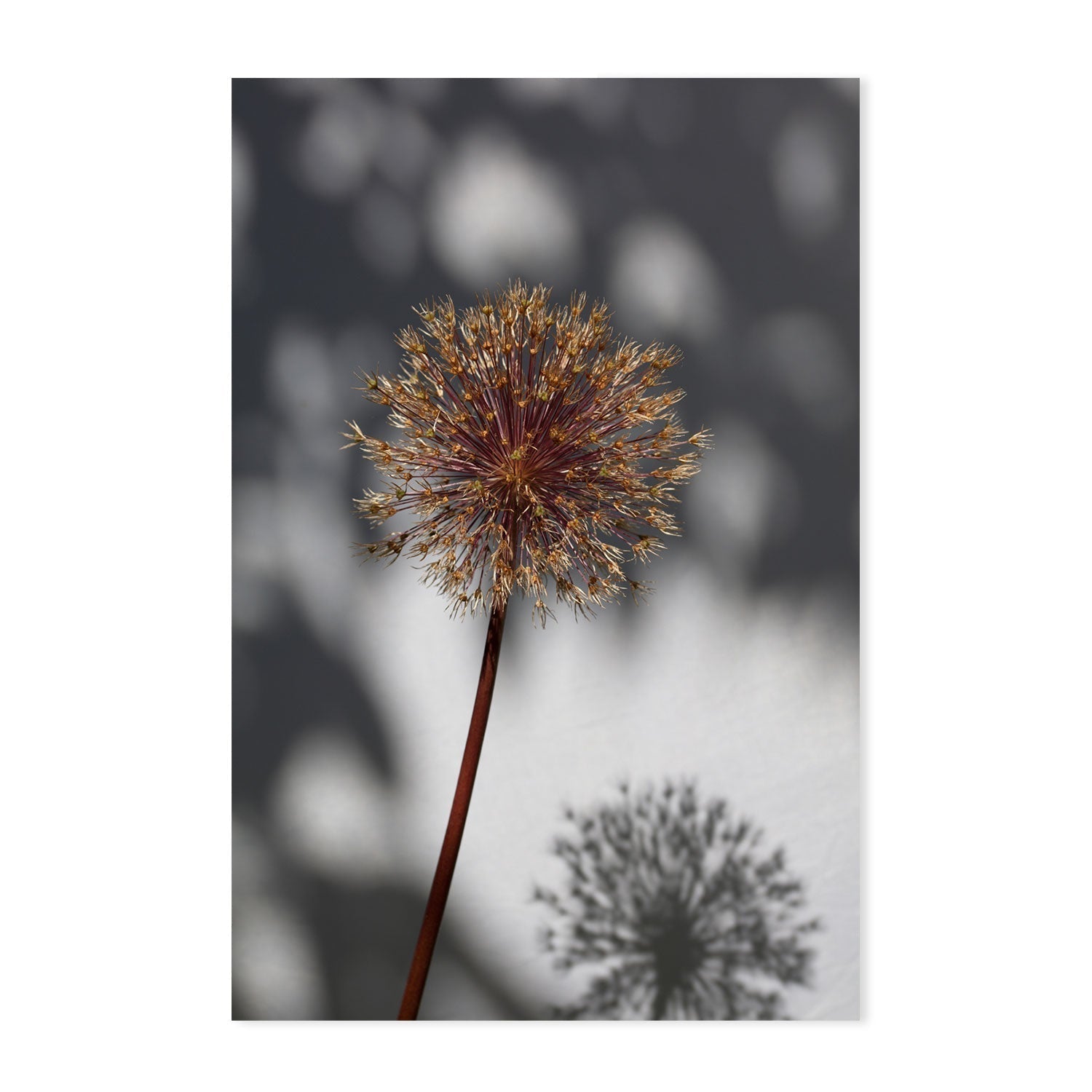 wall-art-print-canvas-poster-framed-Withered Flower, Seed House-by-Plus X Studio-Gioia Wall Art