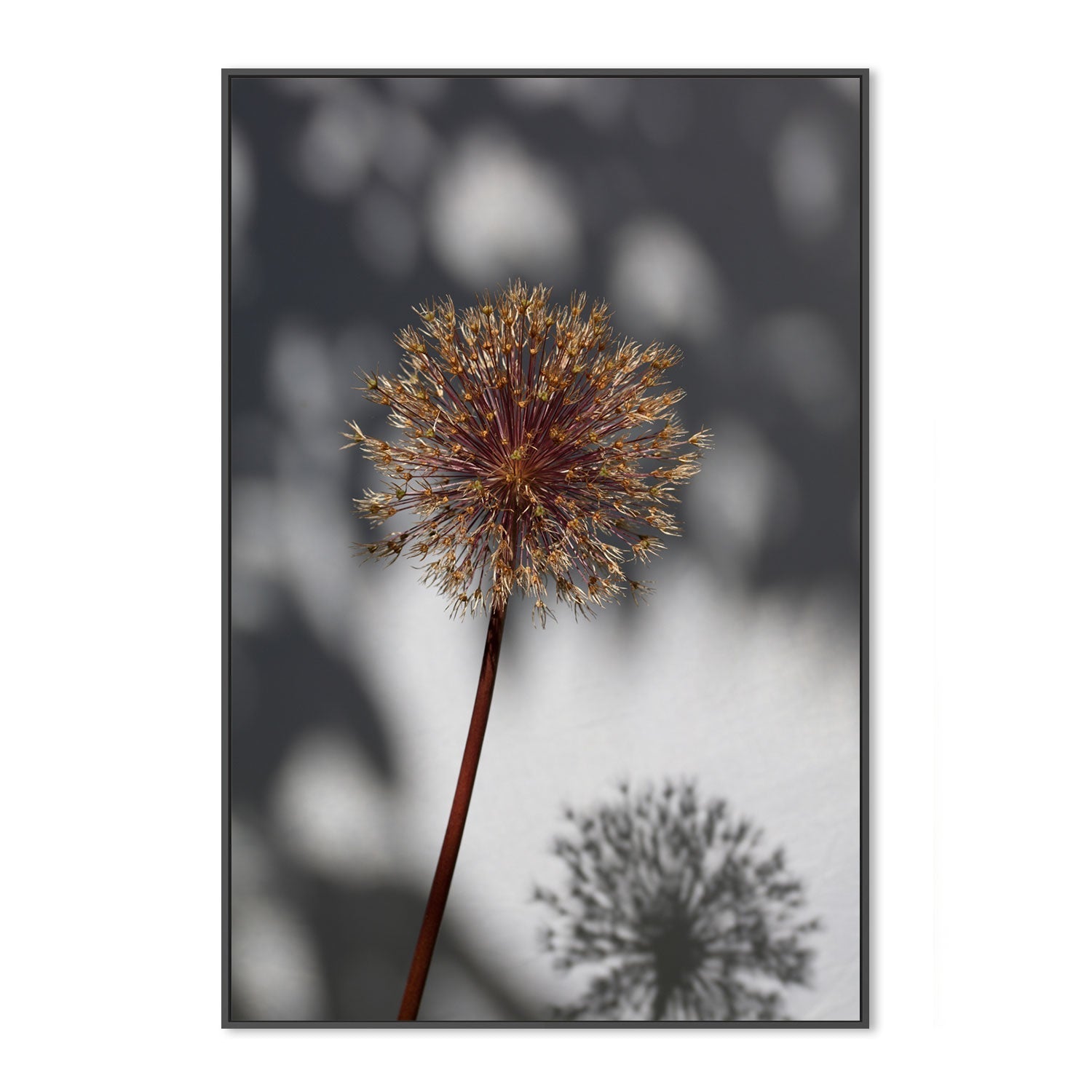 wall-art-print-canvas-poster-framed-Withered Flower, Seed House-by-Plus X Studio-Gioia Wall Art